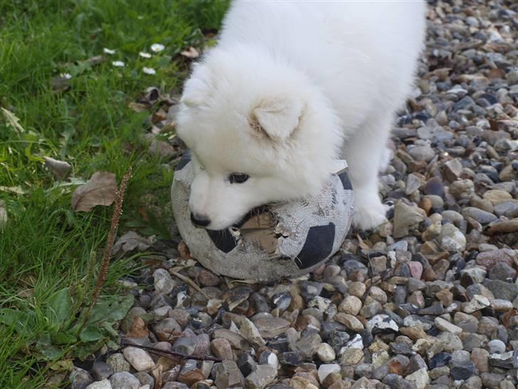 Samojedhund Gina billede 6
