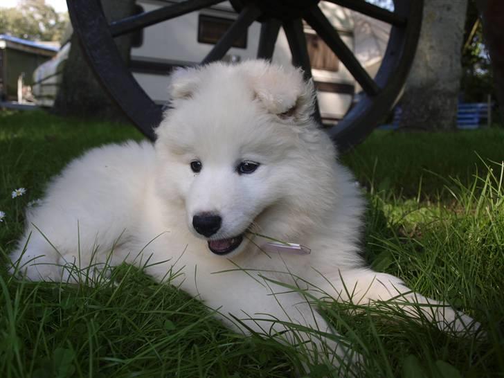 Samojedhund Gina billede 7