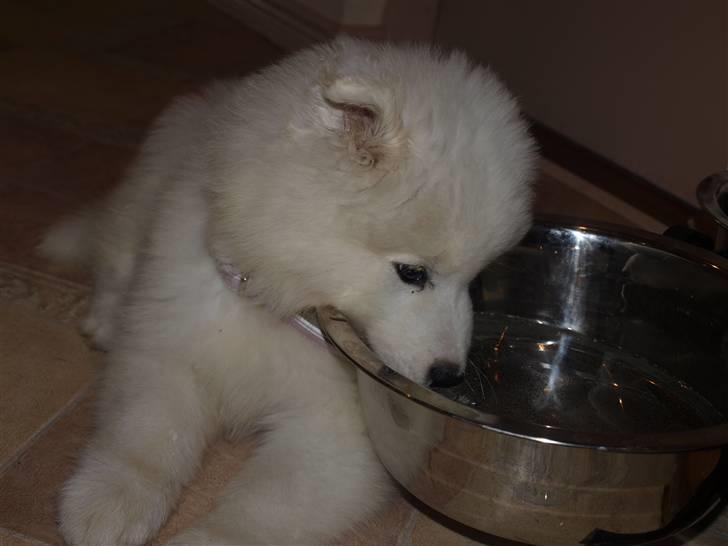 Samojedhund Gina billede 8