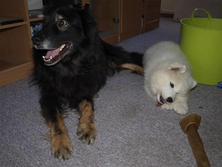 Samojedhund Gina billede 9