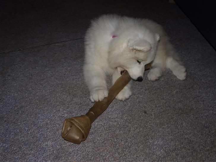 Samojedhund Gina billede 10