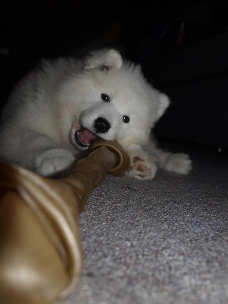 Samojedhund Gina billede 11