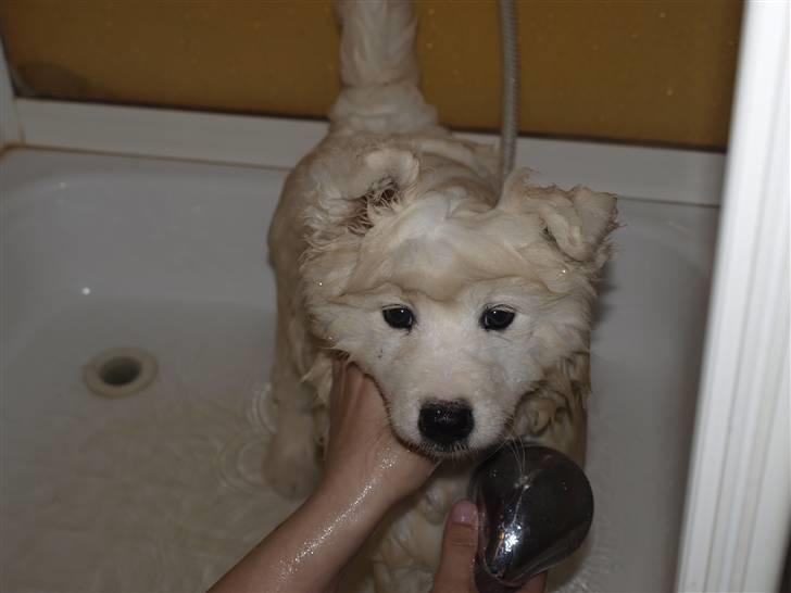 Samojedhund Gina billede 12