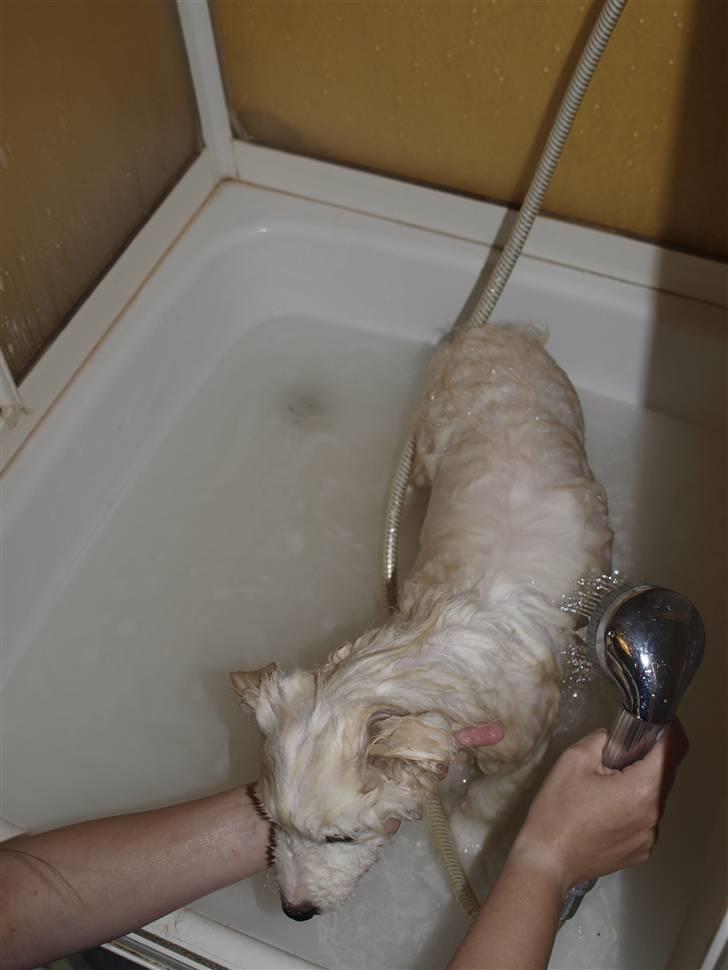 Samojedhund Gina billede 13