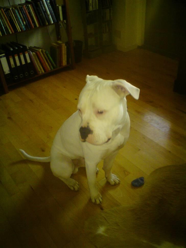 Amerikansk bulldog Hector - Hector på besøg hos morfar .. :) billede 11