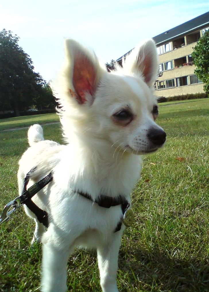 Chihuahua Maldini - August 2009 billede 7