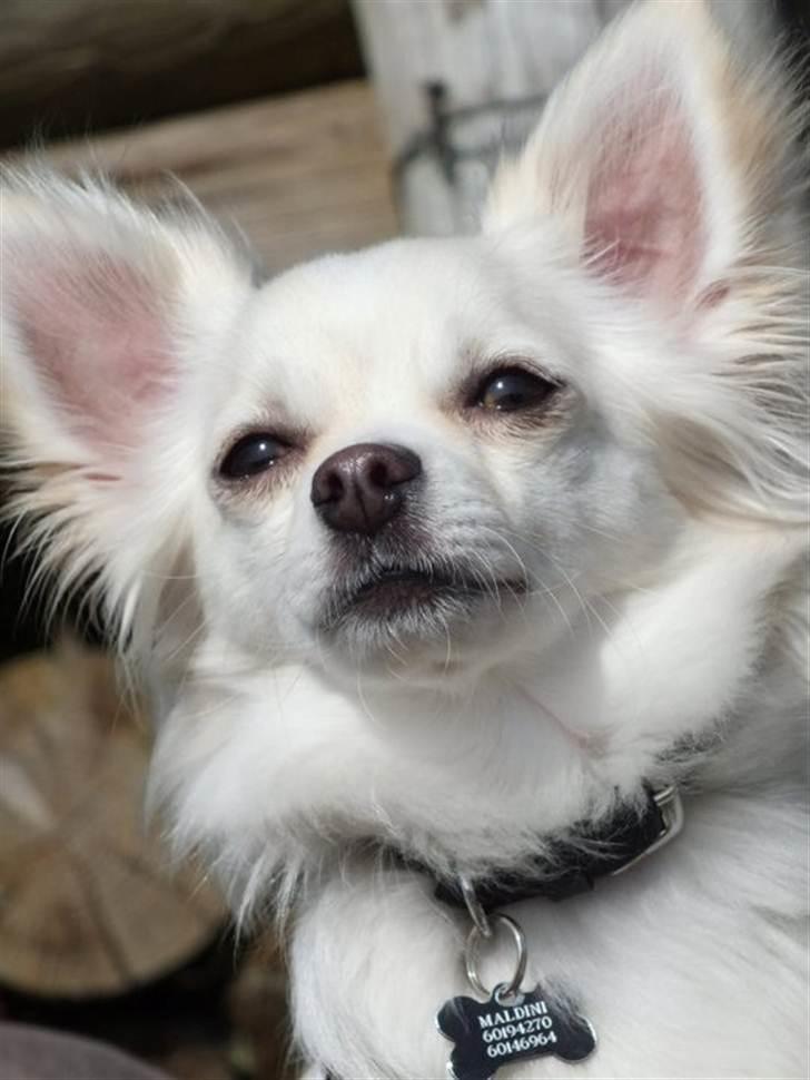 Chihuahua Maldini - Nyder det gode forårsvejr. April 2011. Billedet er taget af Matilde u H. billede 8