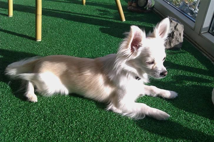 Chihuahua Maldini - Juni 2010 billede 9