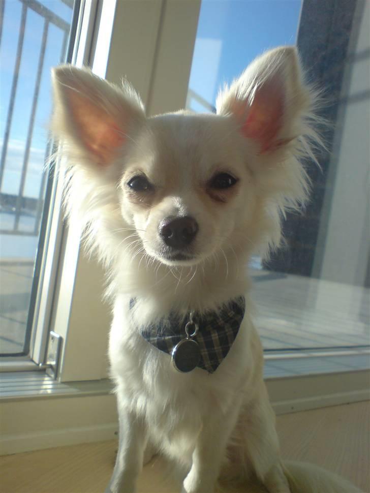 Chihuahua Maldini - På ferie i Nørresundby hos mine momser - januar 2010 billede 10