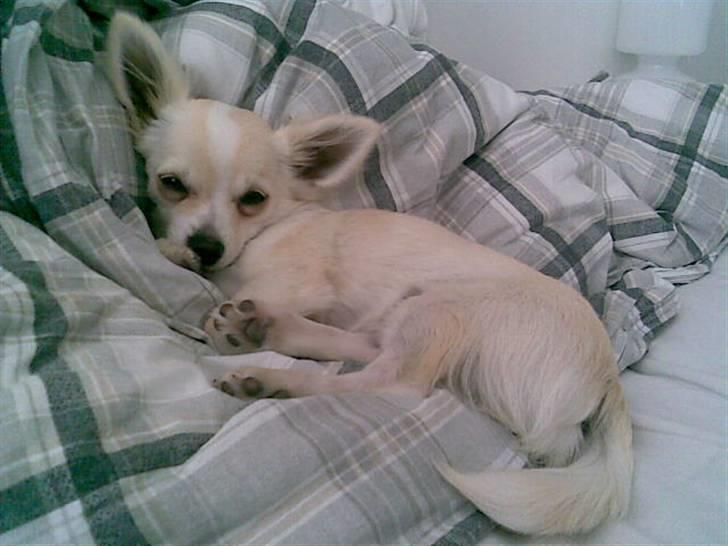 Chihuahua Maldini - Elsker dyyyner :) 2009 billede 11