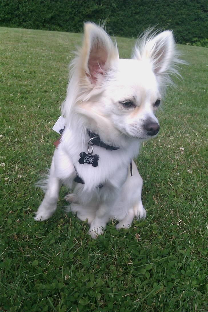 Chihuahua Maldini - Det er så spændende!!! Juni 2010 billede 12