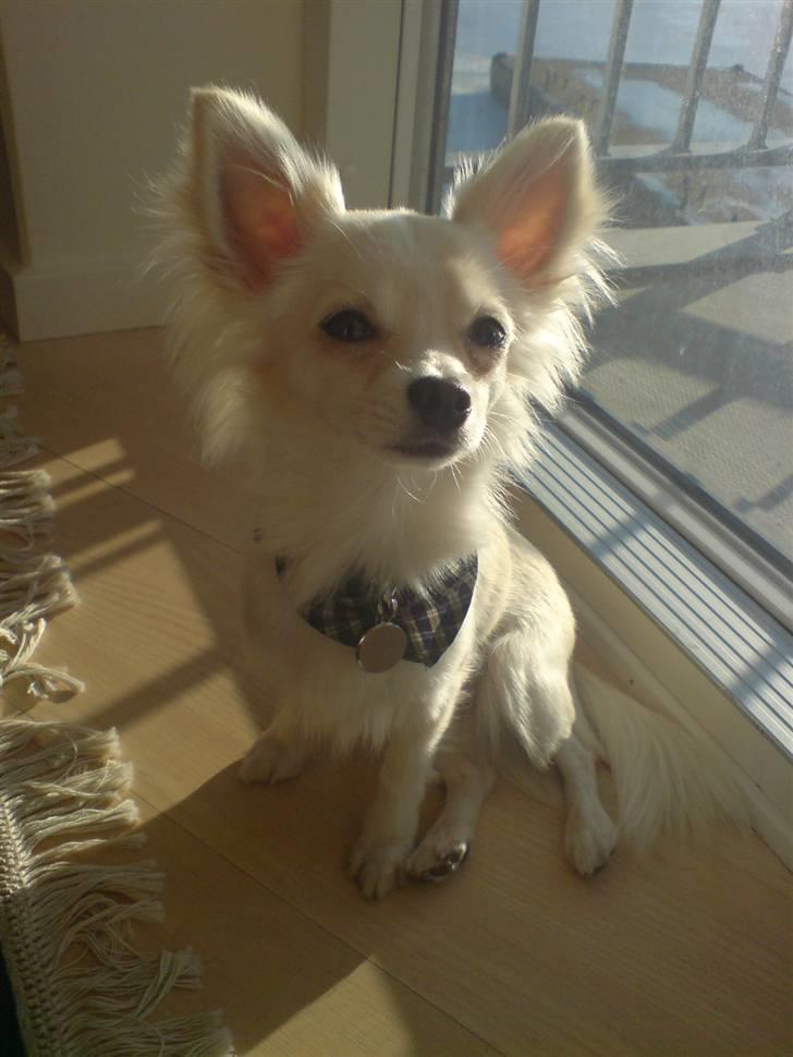 Chihuahua Maldini - Dejlig at solbade - januar 2010 billede 13