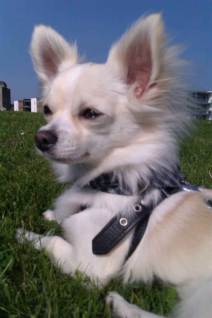 Chihuahua Maldini - Nyder solen på Lindholmbrygge Maj 2010 billede 14