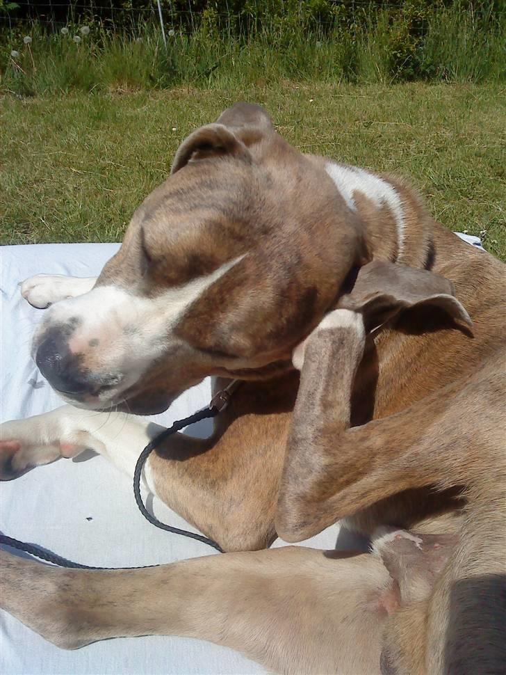 Blanding af racer Kento billede 1