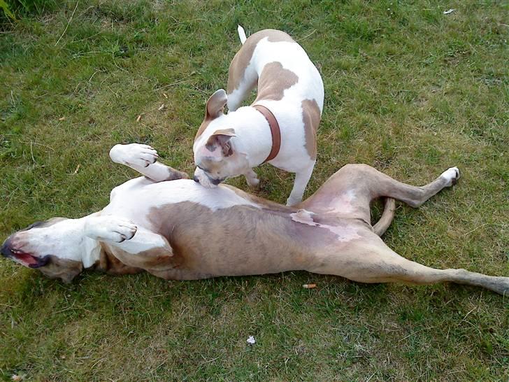 Blanding af racer Kento - sofie og kento hygger (: billede 2