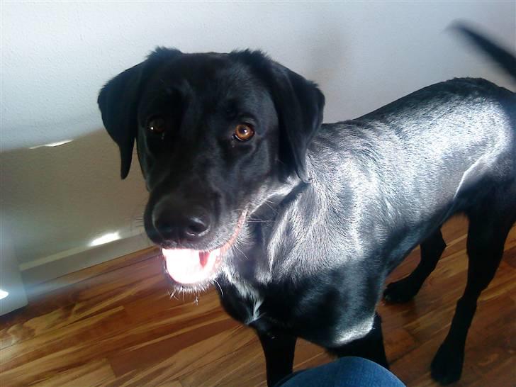 Blanding af racer bandit billede 20