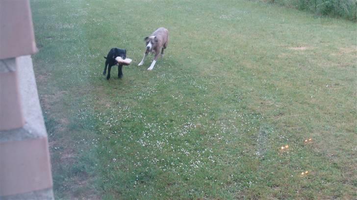 Blanding af racer Kento billede 3