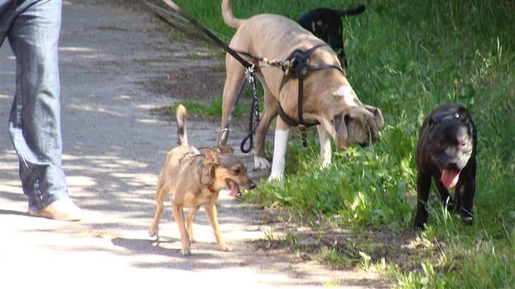 Blanding af racer Kento billede 4