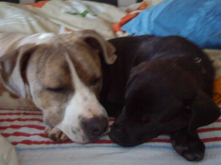 Blanding af racer Kento - hans aller bedste ven chicka som er 2 måneder der billede 5