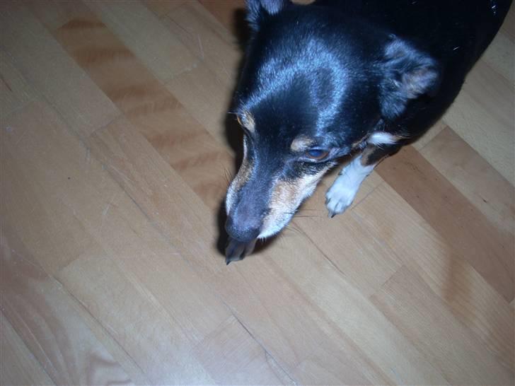 Dansk svensk gaardhund Tessa (Solgt) SAVNET! )': billede 3