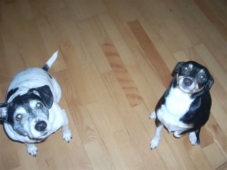 Dansk svensk gaardhund Tessa (Solgt) SAVNET! )': billede 4