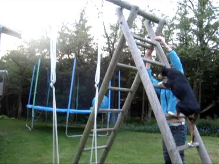 Dansk svensk gaardhund Tessa (Solgt) SAVNET! )': billede 6