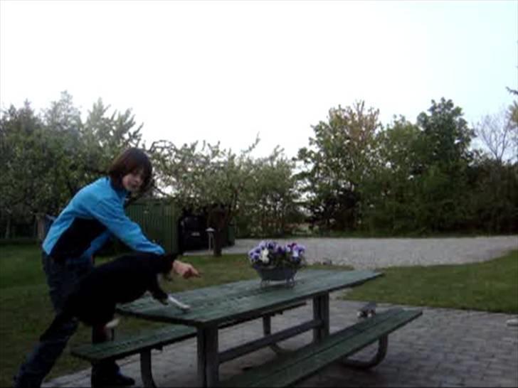 Dansk svensk gaardhund Tessa (Solgt) SAVNET! )': billede 7