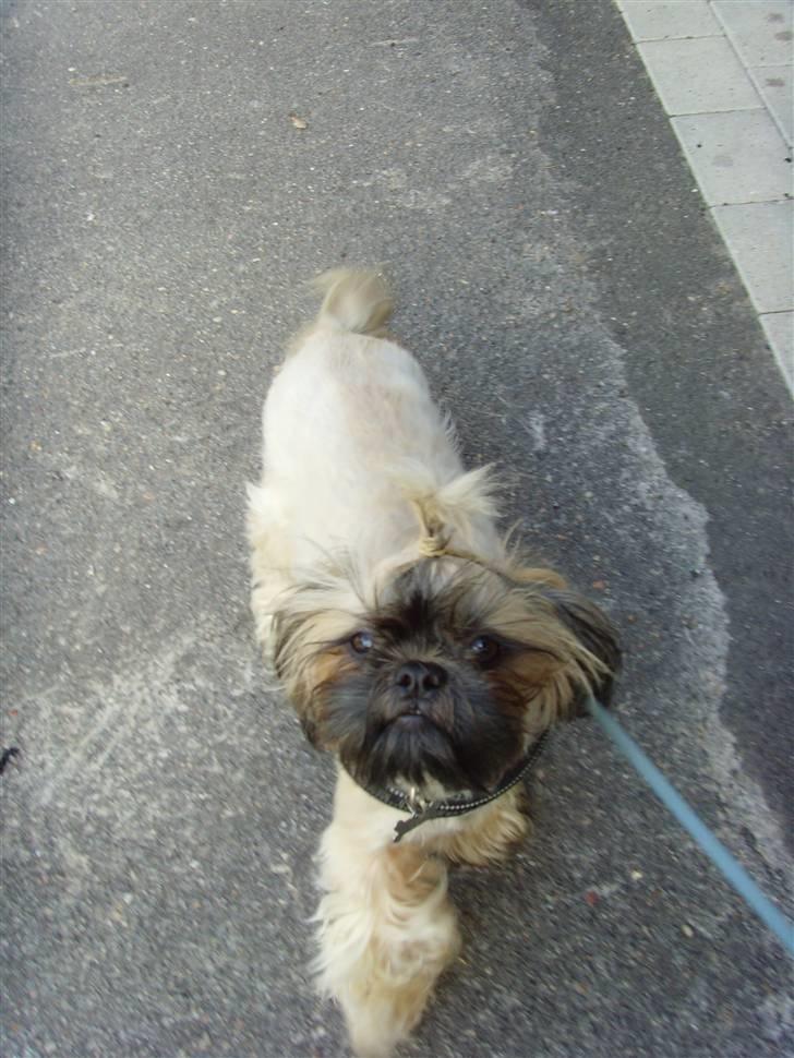 Shih tzu Tiki billede 2