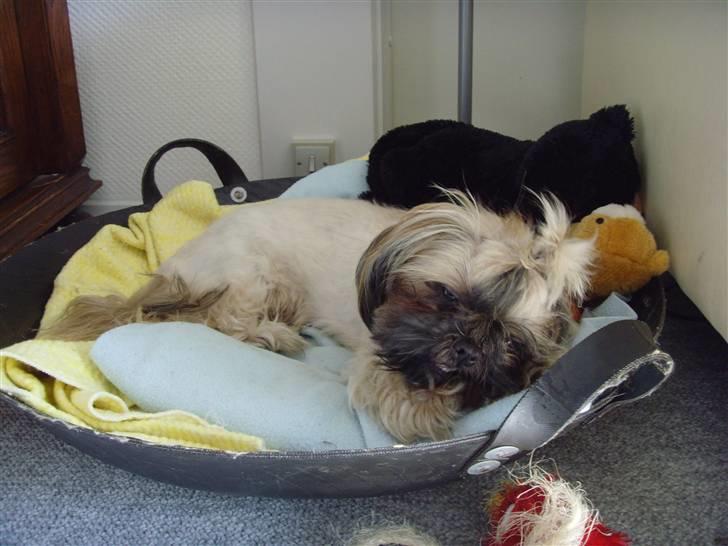 Shih tzu Tiki billede 3