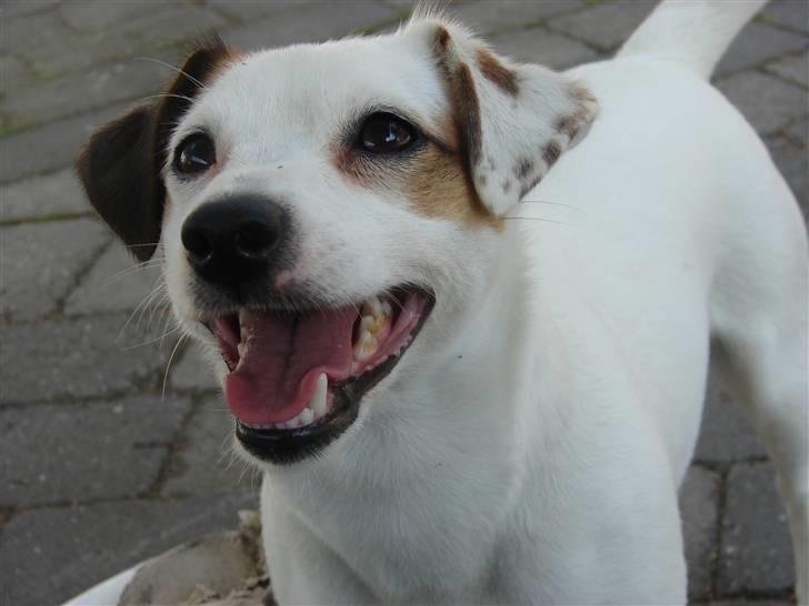Jack russell terrier Manglekærvejen's Bella <3 - Hov .. Hvad er du ? billede 2
