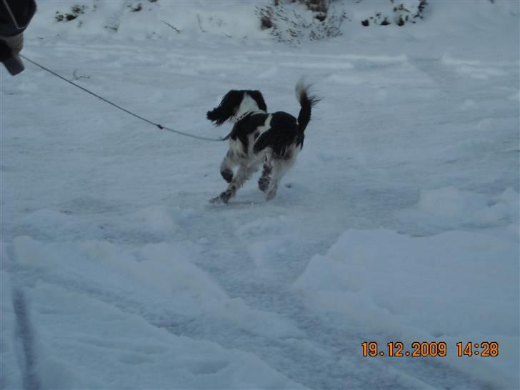 Cocker spaniel Mie - Velkommen til Mies profil, håber i vil nyde billederne billede 1