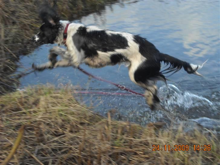 Cocker spaniel Mie - Er HELT vild med dette billede billede 2