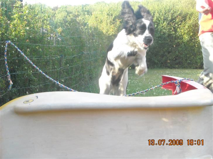 Cocker spaniel Mie - Min hund kan springe billede 3