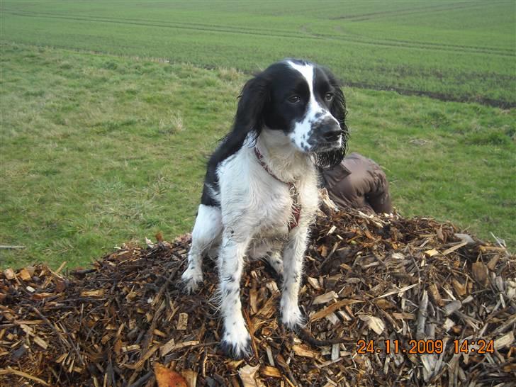 Cocker spaniel Mie - Hvad kan man sige=0) En lækker hund billede 4
