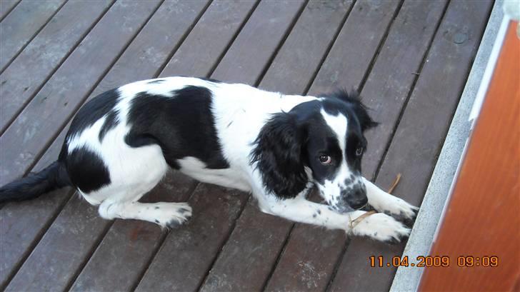 Cocker spaniel Mie - Hvad glor du på billede 5