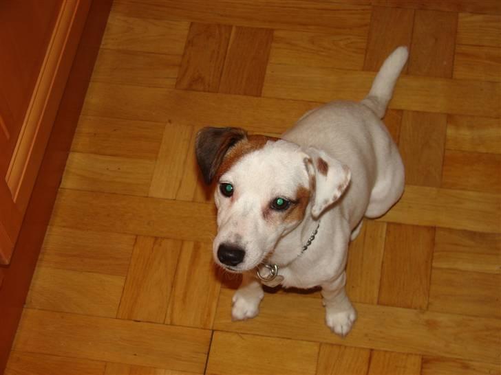 Jack russell terrier Manglekærvejen's Bella <3 - Hvis jeg nu sidder så pænt og ser heeeelt vildt sød ud, må jeg så få en guffer ? Må jeg, må jeg, må jeeeeg ?? :D billede 4