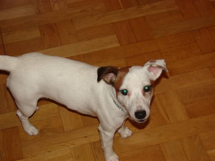 Jack russell terrier Manglekærvejen's Bella <3 - Hva ? Er det mig du snakker til ? billede 5