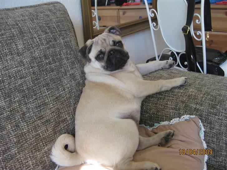 Mops Malou billede 11