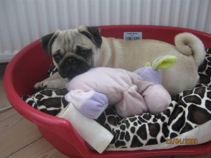 Mops Malou billede 12