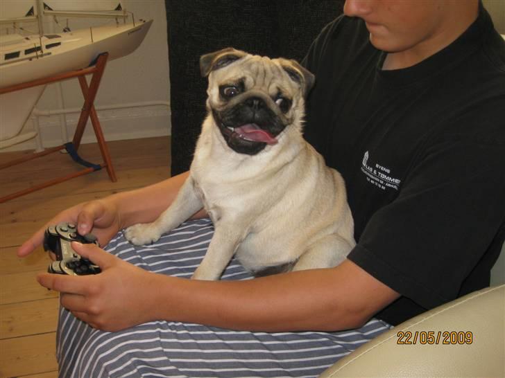 Mops Malou billede 13