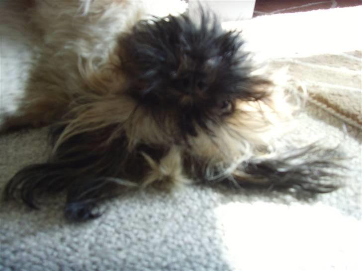 Shih tzu Tiki billede 4
