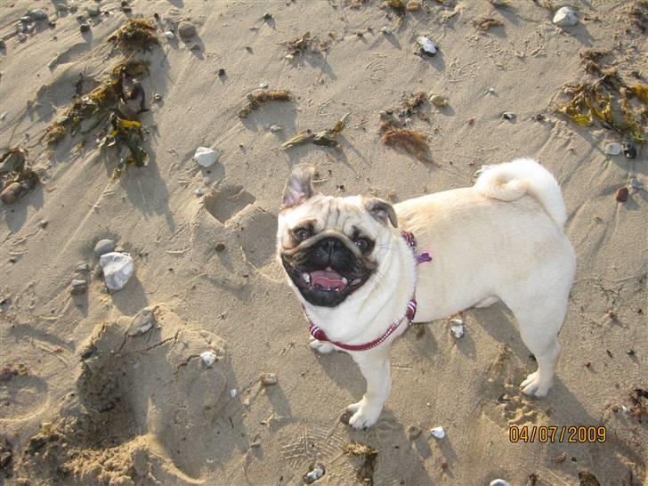 Mops Malou billede 14