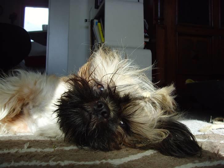 Shih tzu Tiki billede 5