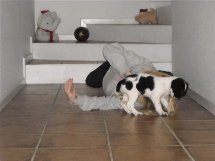 Cocker spaniel Mie - Arrrrgggghhhh skal lige overfalde Sille billede 6