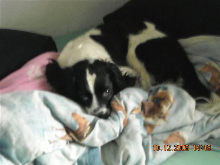 Cocker spaniel Mie billede 7