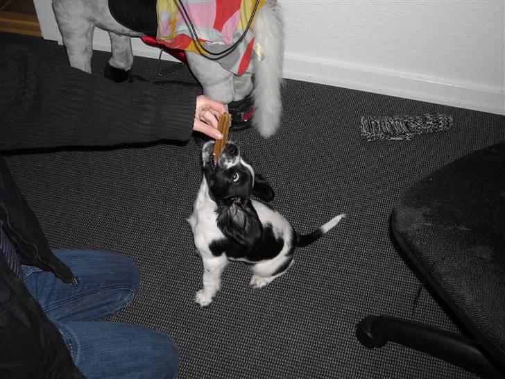 Cocker spaniel Mie - Jeg VIL have den godbid, men de får mig iike op på mine bagben!!!!!!! billede 8