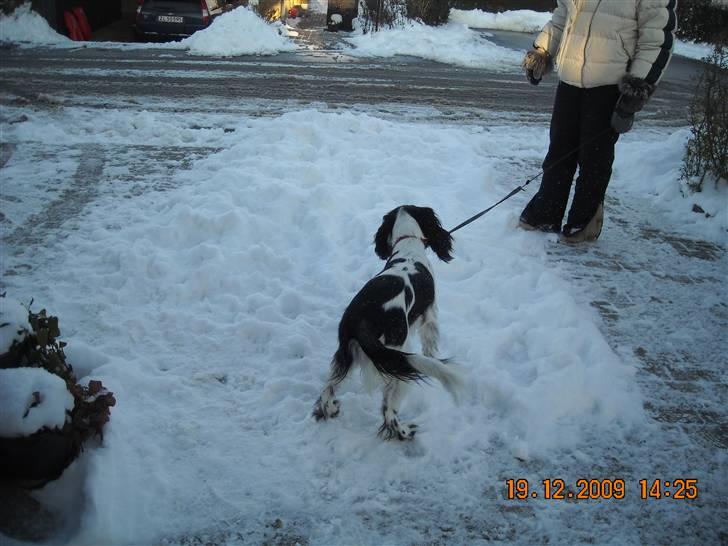 Cocker spaniel Mie - Sne sne og mere sne=0) billede 9