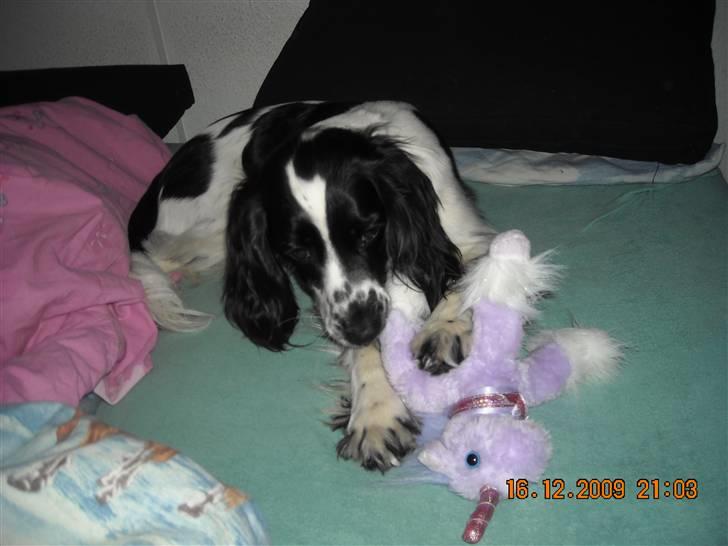 Cocker spaniel Mie billede 10