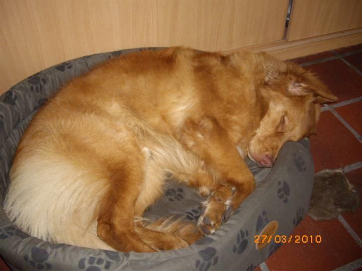 Nova scotia duck tolling retriever Mikkel - IUh hvor er det hårdt at få en lillebror. billede 1