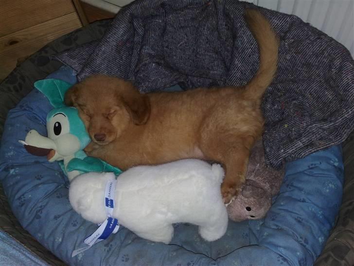 Nova scotia duck tolling retriever Mikkel - hold da op hvor har det været en hård dag. billede 3